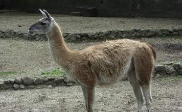 Гуанако – один из верблюдов