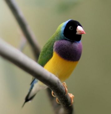 Гульдова амадина — пестрый попугайчик