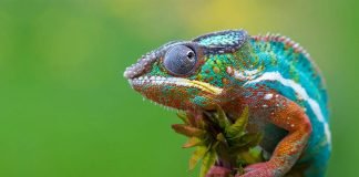 Хамелеоны в террариумах: содержание и уход