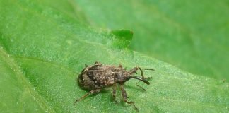 Яблоневый цветоед – садовый паразит