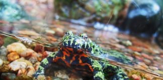 Дальневосточная жерлянка. Содержание в домашних условиях