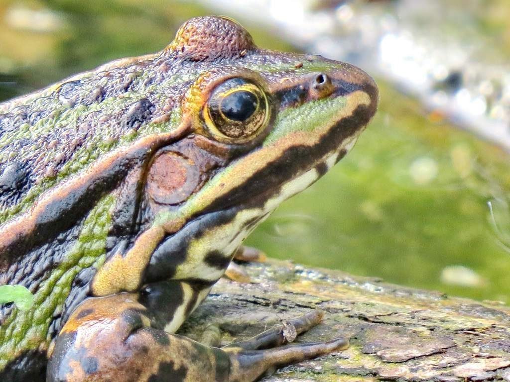 Леопардовая лягушка (Lithobates pipiens).