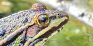 Леопардовые лягушки. Фото, уход и содержание