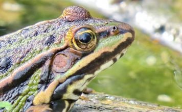 Леопардовые лягушки. Фото, уход и содержание