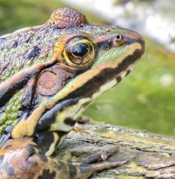 Леопардовые лягушки. Фото, уход и содержание