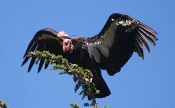 Калифорнийский кондор — птица-символ