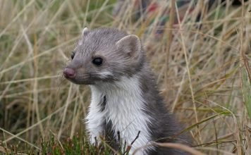 Каменная куница — гибкий и юркий зверек