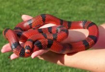 Животные которых нам не стоит бояться на самом деле