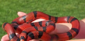 Животные которых нам не стоит бояться на самом деле