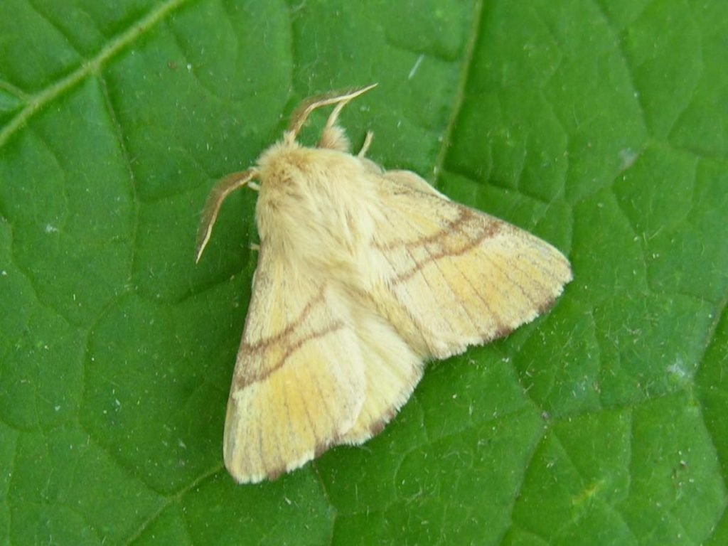 Кольчатый коконопряд (Malacosoma neustria).