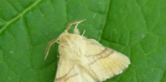 Кольчатый шелкопряд. Откуда у бабочки «кукушкины слезки»?