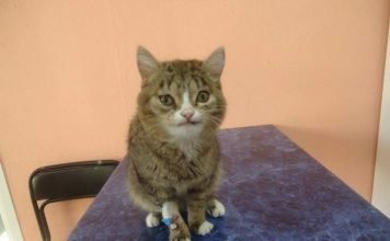 В Новосибирске был спасен кот со странной мордой