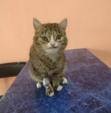 В Новосибирске был спасен кот со странной мордой