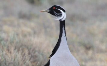 Красавка — грациозный обитатель полей