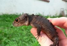Крокодиловый сцинк как домашний питомец