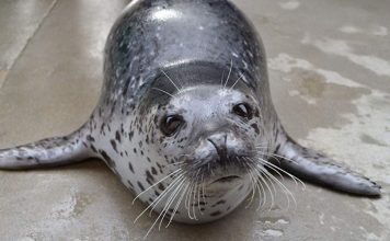 Ларга, или пятнистый тюлень: фото, образ жизни животного