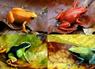 Мантеллы — мадагаскарские лягушки