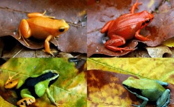 Мантеллы — мадагаскарские лягушки
