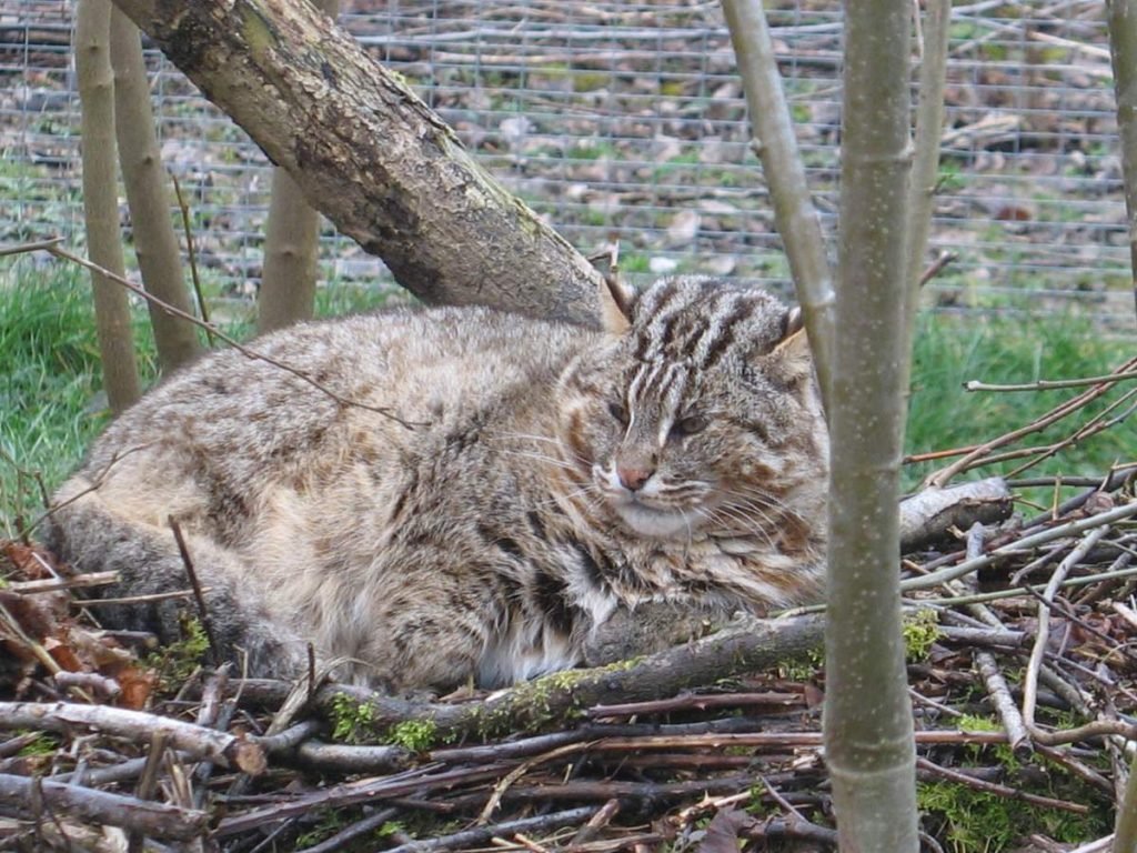 Взрослый амурский лесной кот.