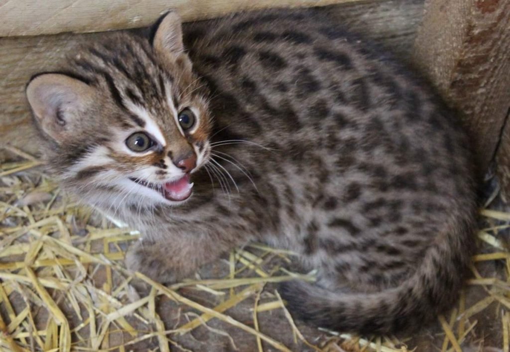 Котенок амурского лесного кота.