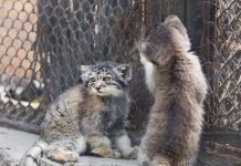 В зоопарке Новосибирска показали детенышей манула