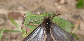 Мешочницы — среда обитания, описание и фото бабочек