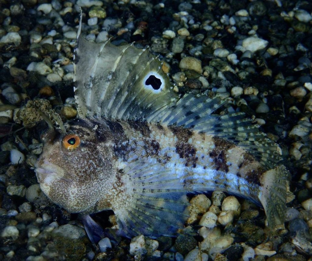 Морская собачка (Blennius).