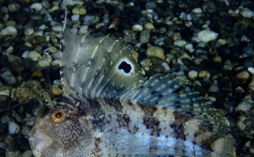 Морские собачки — домашние питомцы, обитающие в аквариумах