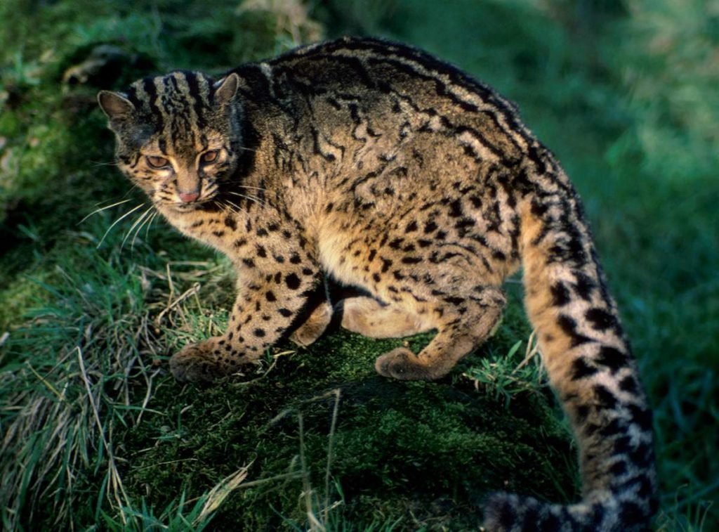 Мраморная кошка (Pardofelis marmorata).