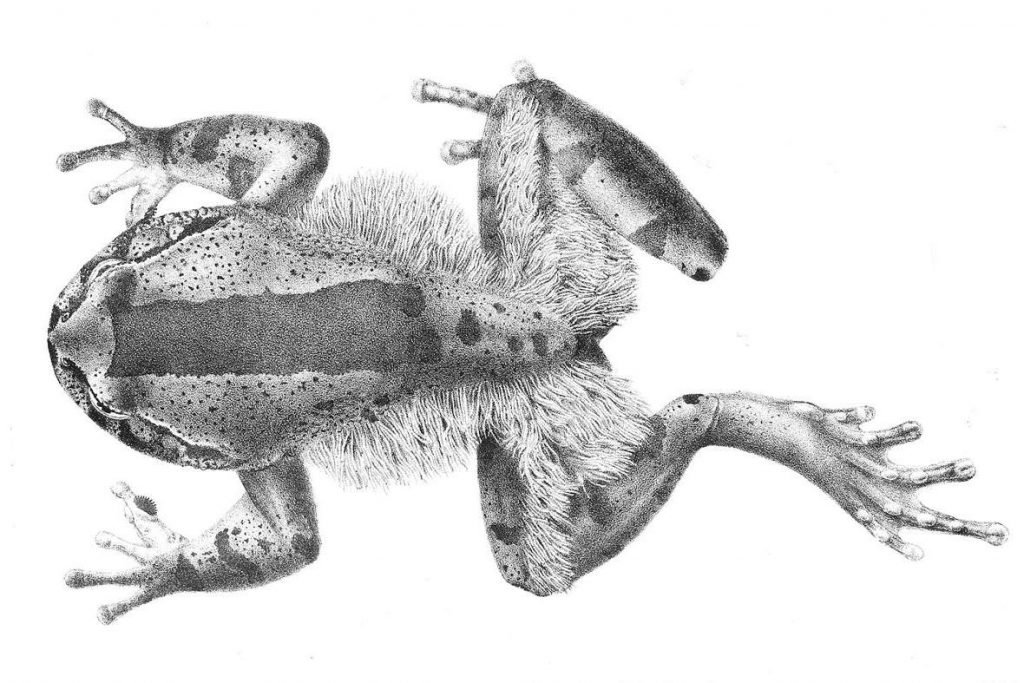 Волосатая лягушка (Trichobatrachus robustus).