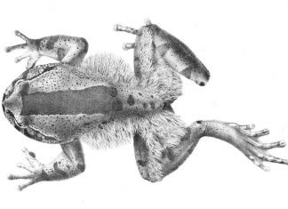 Волосатые лягушки. Внешний вид, фото лягушек