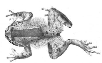 Волосатые лягушки. Внешний вид, фото лягушек