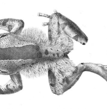 Волосатые лягушки. Внешний вид, фото лягушек