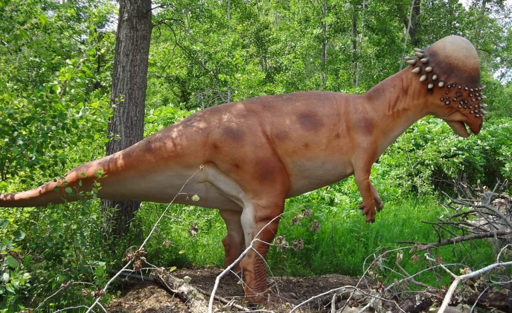 Пахицефалозавр (Pachycephalosaurus).