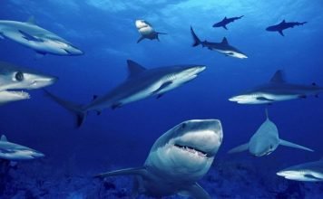 Первый случай непорочного зачатия позвоночными животными