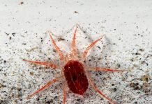 Паутинный клещ – безобидная внешность, вредный характер