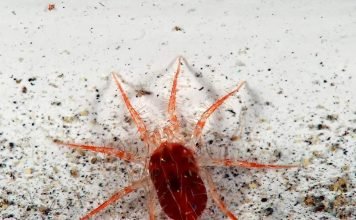 Паутинный клещ – безобидная внешность, вредный характер