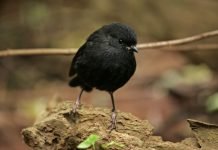 Чатемская петроика – редчайшее животное