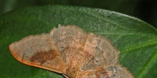 Пяденица. Фото и видео садового вредителя