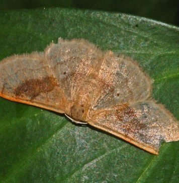 Пяденица. Фото и видео садового вредителя