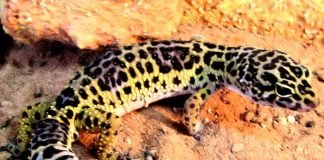 Пятнистый эублефар – приветливый питомец