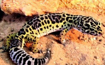 Пятнистый эублефар – приветливый питомец