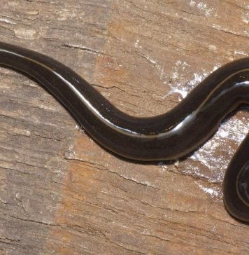 На территорию США вторгаются черви-пришельцы