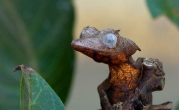 Плоскохвостые гекконы: содержание дома?