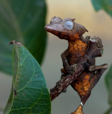 Плоскохвостые гекконы: содержание дома?