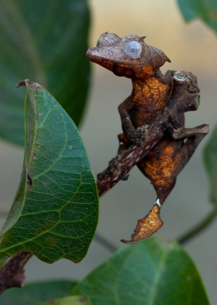 Плоскохвостый геккон (Uroplatus).