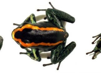 Полосатые листолазы – ядовитые земноводные