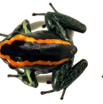 Полосатые листолазы – ядовитые земноводные