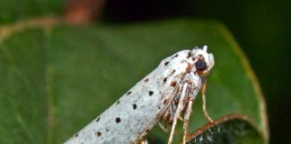 Растительноядная моль – насекомое, равнодушное к шубам