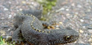 Тритоны. Виды, содержание тритонов дома